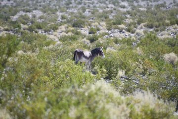DSC_0499.JPG