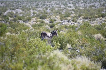 DSC_0500.JPG