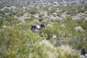 DSC_0501.JPG