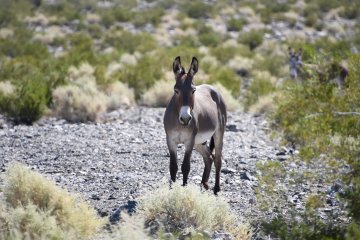 DSC_0502.JPG