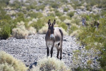 DSC_0503.JPG
