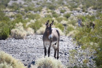 DSC_0504.JPG