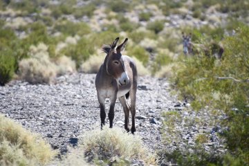DSC_0505.JPG