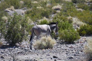 DSC_0510.JPG