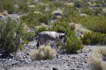 DSC_0511.JPG