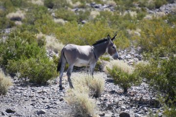DSC_0514.JPG