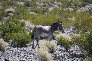 DSC_0515.JPG