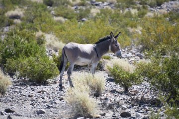 DSC_0516.JPG