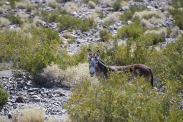 DSC_0520.JPG