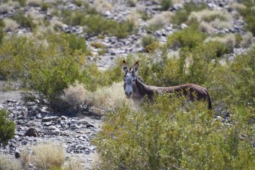 DSC_0521.JPG