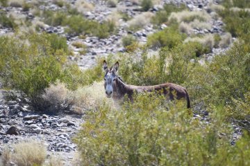 DSC_0522.JPG