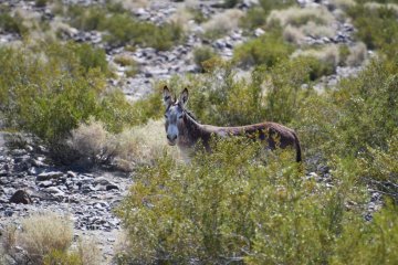DSC_0523.JPG