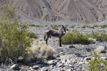 DSC_0529.JPG