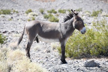 DSC_0530.JPG
