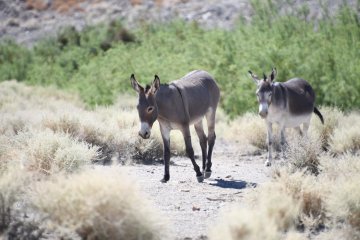 DSC_0537.JPG