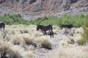 DSC_0538.JPG