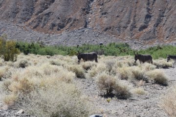 DSC_0539.JPG