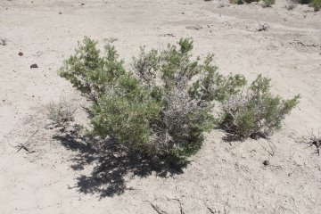 IMG_9524.JPG