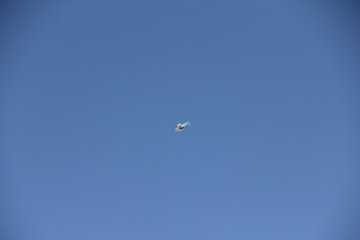 IMG_9593.JPG