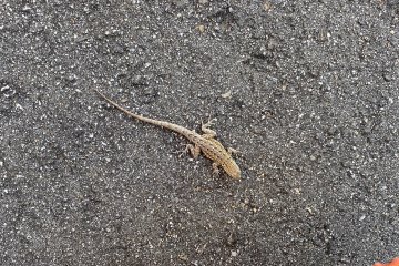 IMG_5695.JPEG