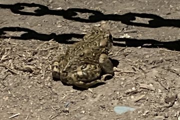 IMG_5870.JPEG