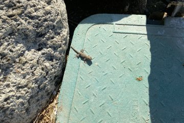 IMG_5874.JPEG