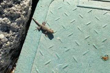 IMG_5875.JPEG