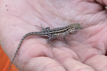 IMG_6010.JPEG