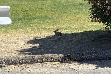IMG_6062.JPEG