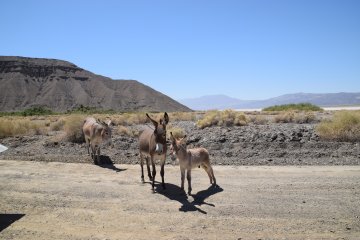 DSC_0049.JPG