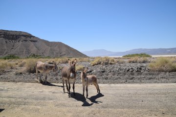 DSC_0050.JPG
